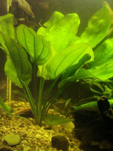 ECHINODORUS